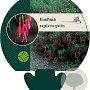 Fuchsia magellanica gracilis GM P9