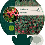 Fuchsia 'Riccartonii' GM P9