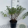 Spiraea betulifolia 'Tor' 30-40 cm 3,0L