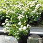 Spiraea betulifolia 'Tor' 30-40 cm 3,0L
