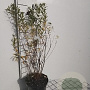 Spiraea billardii 50-60 cm 3,0L