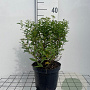 Spiraea jap. 'Albiflora' 30-40 cm 3,0L