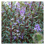 Hebe 'Mrs Winder' GM C5