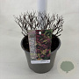 Spiraea jap. 'Firelight' 25-30 cm 3,0L