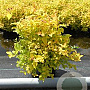 Spiraea jap. 'Golden Princess' 25-30 cm 3,0L