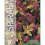 Spiraea jap. 'Goldflame' 25-30 cm 3,0L