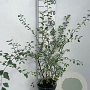 Spiraea vanhouttei 60-80 cm 3,0L