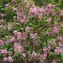 Syringa 'Pink Perfume' 100-125 cm draadkluit struik