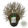 Syringa Sugar Plum Fairy 60-80 cm cont. 55L bol extra