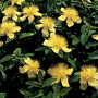 Hypericum calycinum GM P9