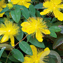 Hypericum calycinum GM P9