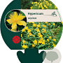 Hypericum calycinum GM P9