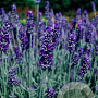 Lavandula angustifolia 'Richard Gray' GM P9