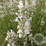 Lavandula ang. 'Alba' GM P9