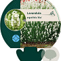 Lavandula ang. 'Alba' GM P9