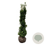 Taxus media 'Viridis' 160-180 cm met kluit extra