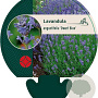 Lavandula ang. 'Dwarf Blue' GM P9