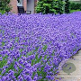 Lavandula ang. 'Silver Blue' GM P9