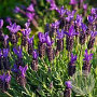 Lavandula 'Blue Star' GM C5