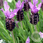 Lavandula stoechas pedunculata GM P9