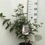 Viburnum burkwoodii 50-60 cm 5,0L