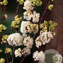Viburnum farreri 'Candidissimum' 80-100 cm 40L