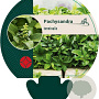 Pachysandra terminalis GM P9