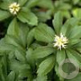 Pachysandra terminalis GM P9