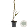 Parthenocissus quinquefolia GM 1.5