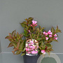 Weigela 'Minuet' 40-50 cm 3,0L