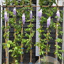 Wisteria sinensis 'Prolific' 175-200 cm 5,5L
