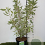 Cornus alba 'Elegantissima' 60-80 cm 3,0L