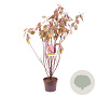 Cornus alba Miracle 40-50 cm 3,0L