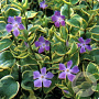 Vinca major 'Variegata' GM P9
