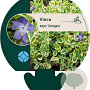 Vinca major 'Variegata' GM P9