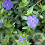 Vinca minor GM P9