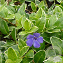 Vinca minor 'Argenteovariegata' GM P9