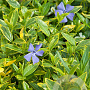 Vinca minor 'Aureovariegata' GM P9