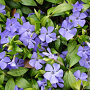 Vinca minor 'Dart's Blue' GM P9