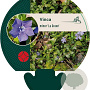 Vinca minor 'La Grave' GM P9