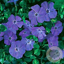 Vinca minor 'La Grave' GM P9