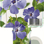 Vinca minor 'Marie' GM P9