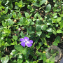 Vinca minor 'Marie' GM P9