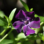 Vinca minor 'Multiplex' GM P9