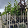 Prunus dulcis 8-10 cm 35L