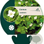 Cornus canadensis GM P9