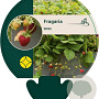 Fragaria vesca GM P9