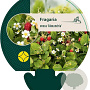 Fragaria v. 'Alexandria' GM P9