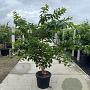 Prunus yedoensis 175-200 cm 40L meerstammig
