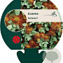Acaena buchananii GM P9